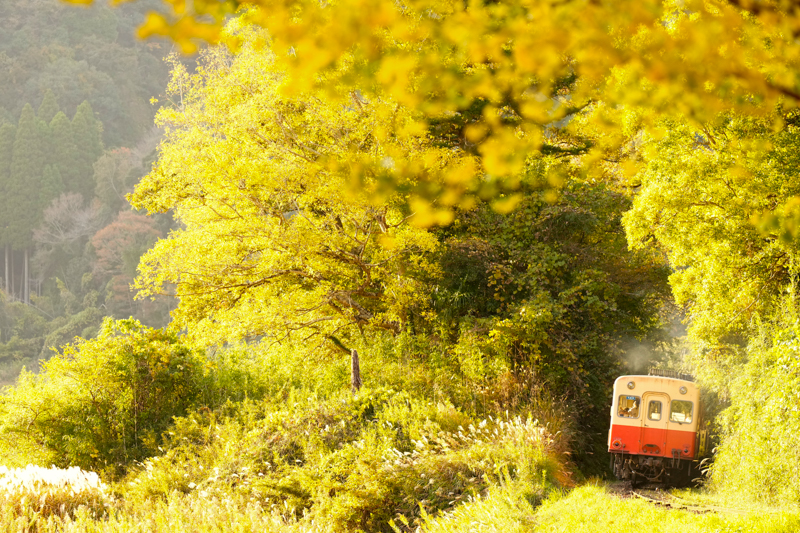 ソニーα1　FE 70-200mm F2.8 GM OSS II （188mm） 絞り優先オート （F3.5、1/400秒） ISO 800 WB:日陰