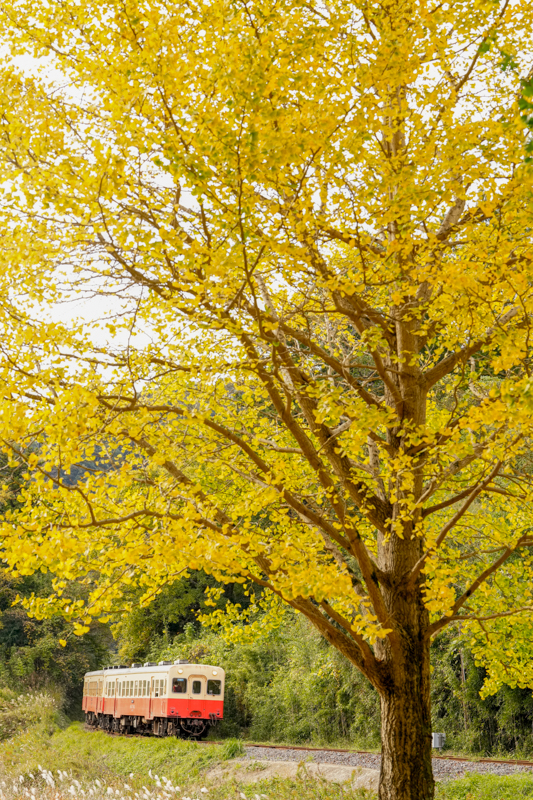 ソニーα1　FE 70-200mm F2.8 GM OSS II （88mm） 絞り優先オート （F5.6、1/250秒） ISO 800 WB:日陰