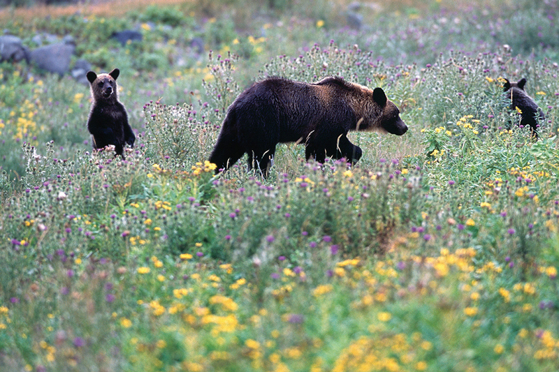 🄫Takeshi Mizukoshi ヒグマの親子