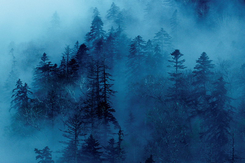 🄫Takeshi Mizukoshi トドマツ・エゾマツの原生林