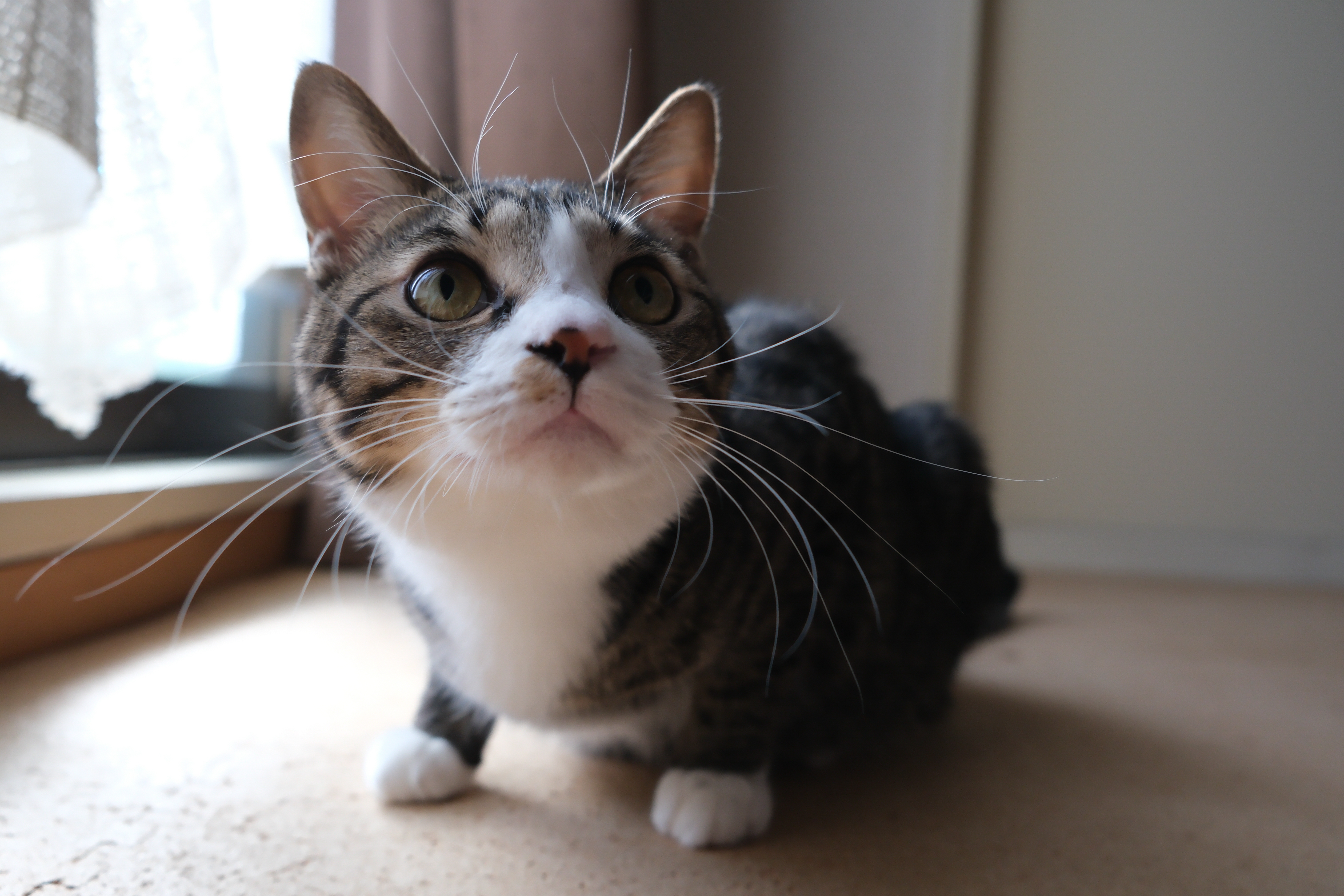 X-T5　XF18-55mmF2.8-4 R LM OIS（F3.6・1/220秒・19mm）ISO 800