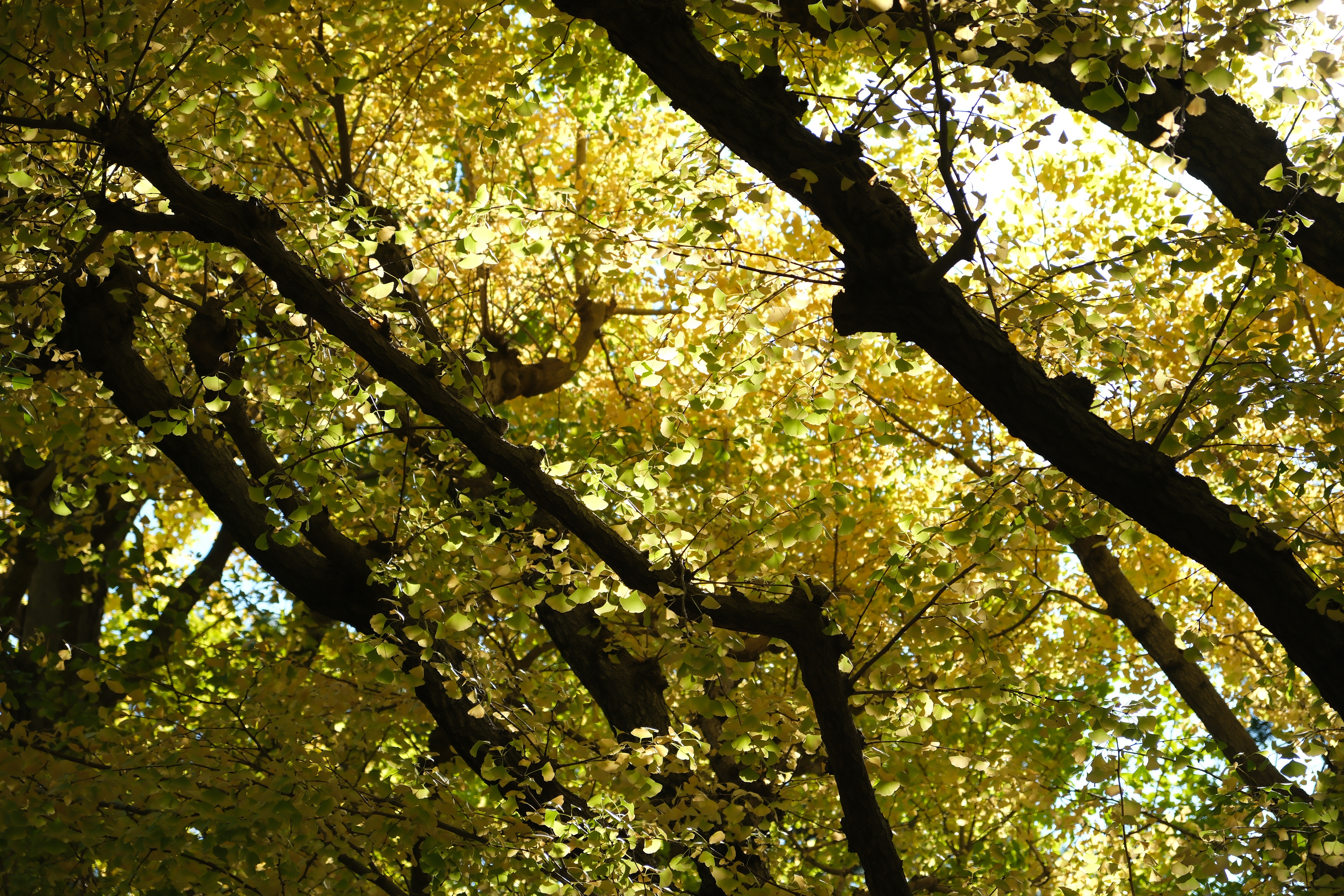 X-T5　XF18-55mmF2.8-4 R LM OIS（F4・1/340秒・55mm）ISO 125