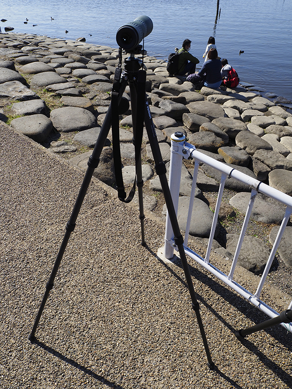 Velbon カルマーニュ N643 MT