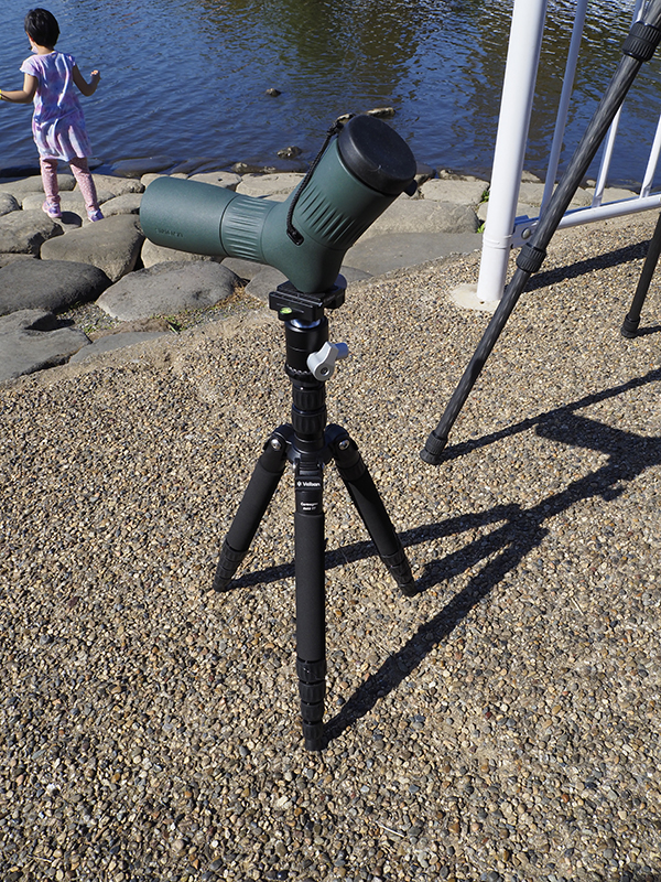 三脚Velbon カルマーニュ N453 TTとスワロフスキーのアングルタイプのフィールドスコープATC 17-40×56