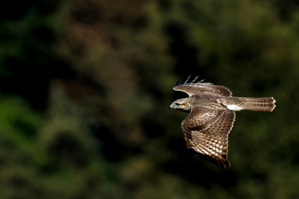 LVM-324Cはレバーロックなので足場が悪い場所でも設置が簡単だ。MH-60のスムーズな動きは斜面を飛翔するノスリの動きを追い続けて写すことができた<br><span class="fnt-85">EOS R7／EF500mm F4L IS II USM＋EF1.4×III／700mm（1,120mm相当）／マニュアル露出（F8、1/1,600秒）／ISO 500／WB：太陽光</span>