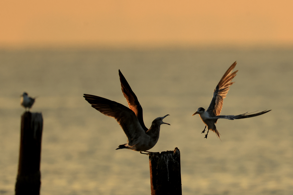 LVM-324Cで重い機材をがっちりと支え、MH-60の自由雲台とは思えない滑らかな動きで構図を調整。オオアジサシとウミネコの喧嘩の一部始終を押さえた<br><span class="fnt-85">EOS R7／EF500mm F4L IS II　 USM＋EF2×Ⅲ／1,000mm（1,600mm相当）／マニュアル露出（F8、1/2,500秒）／ISO 1600／WB：日陰</span>