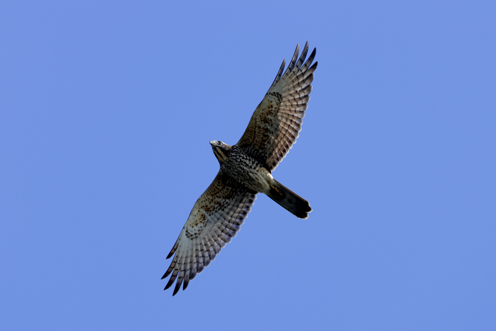 タカが真上を飛ぶと動画用の2Way雲台では長いパン棒が邪魔をしてカメラを上に向けられないが、MH-60は自由雲台なのでストレスなくタカを追える<br><span class="fnt-85">EOS R7／EF500mm F4L IS Ⅱ USM／500mm（800mm相当）／マニュアル露出（F5.6、1/3,200秒）／ISO 500／WB：太陽光</span>