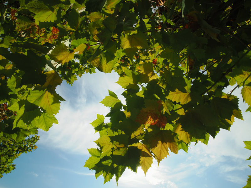 階調の繋がりが良いのは最新のOM-1だからということもあるのでしょうが、レンズ性能によるところも大きいと思います。逆光でもフレアっぽさを感じないのは鏡胴内の工作も良いのでしょう。OM-1　PROMINAR 12mm F1.8（F8・1/125秒）ISO 200