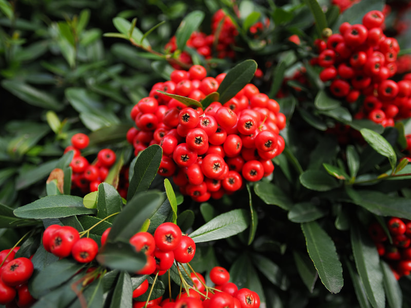 最短撮影距離0.2mで撮影しています。合焦点はこれ以上ないというくらいというシャープネスですね。日陰の弱めの光ですが、良いコントラストで、ボケ味もバッチリです。<br>OM-1　PROMINAR 12mm F1.8（F1.8・1/800秒）ISO 200