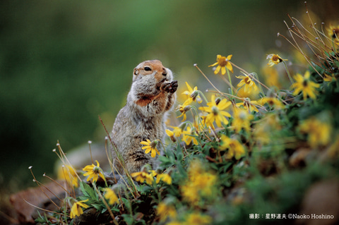 写真展レポート】星野道夫の“44年の人生とその旅”に触れる、写真展
