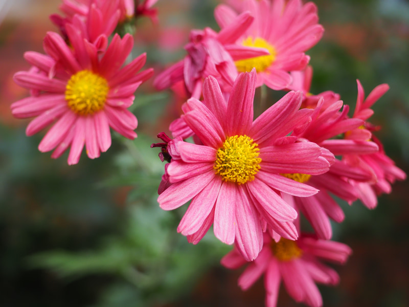 最短撮影距離で撮ろうと考えてフォーカシングしたらジコジコ音がして迷いました。でも、フォーカスエリアの枠を小さくしましたらスパッとピントが合いました。謎です。<br>OM-5　ZUIKO DIGITAL 25mm F2.8（F3.2・1/500秒）ISO 400