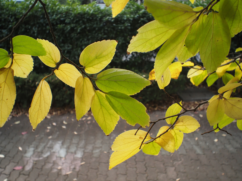 ボディキャップレンズをつけちゃいました。15mmでF8という仕様。絞りは固定ですが、フォーカシングは一応できます。意外と言っては失礼ですが、実用になりますぜ。<br>OM-5　ボディーキャップレンズBCL-1580（F8・1/80秒）ISO 400
