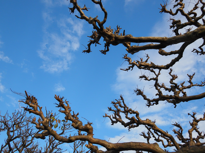 高周波成分の箇所は少しチョリチョリする描写をするのはオリンパス時代から変わらずかなあ。シャープな画像が好きな人は問題ないでしょう。<br>OM-5　LUMIX G 14mm F2.5 ASPH.（F9・1/400秒）ISO 400