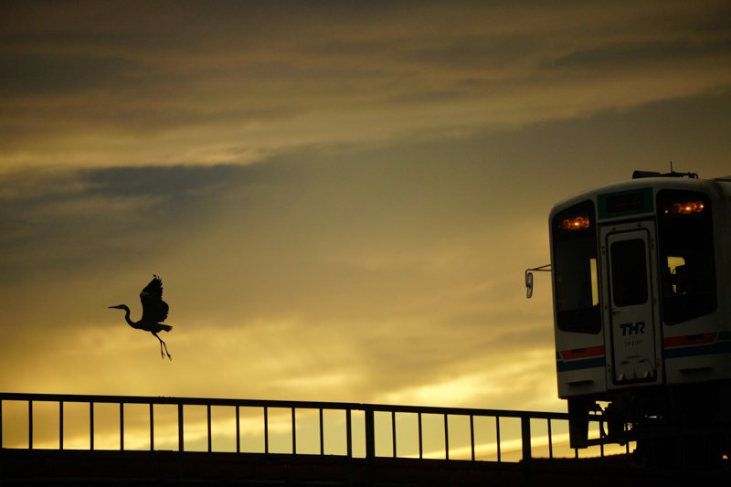 ソニーα7R IV　FE100-400mm F4.5-5.6 GM OSS （400mm） 絞り優先オート （F5.6、1/4,000秒）ISO 1600 WB:日陰