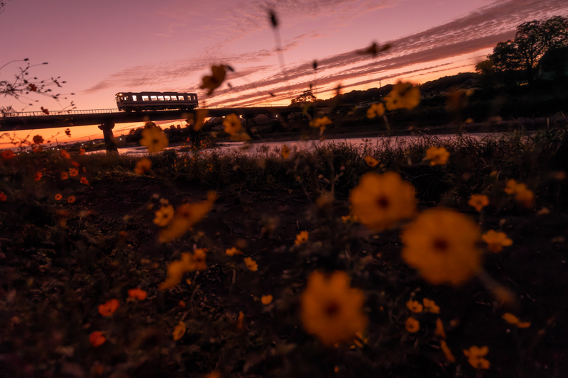 ソニーα7R IV　FE16-35mm F2.8 GM （20mm） マニュアル露出 （F2.8、1/1250秒）ISO 3200 WB:日陰