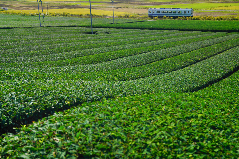 ソニーα7R IV　FE24-70mm F2.8 GM （42mm） マニュアル露出 （F5、1/2,000秒）ISO 400 WB:太陽光