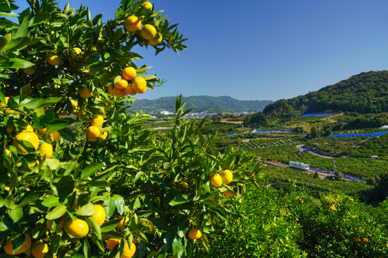 ソニーα7R IV　FE24-70mm F2.8 GM （30mm） マニュアル露出 （F10、1/640秒）ISO 800 WB:太陽光