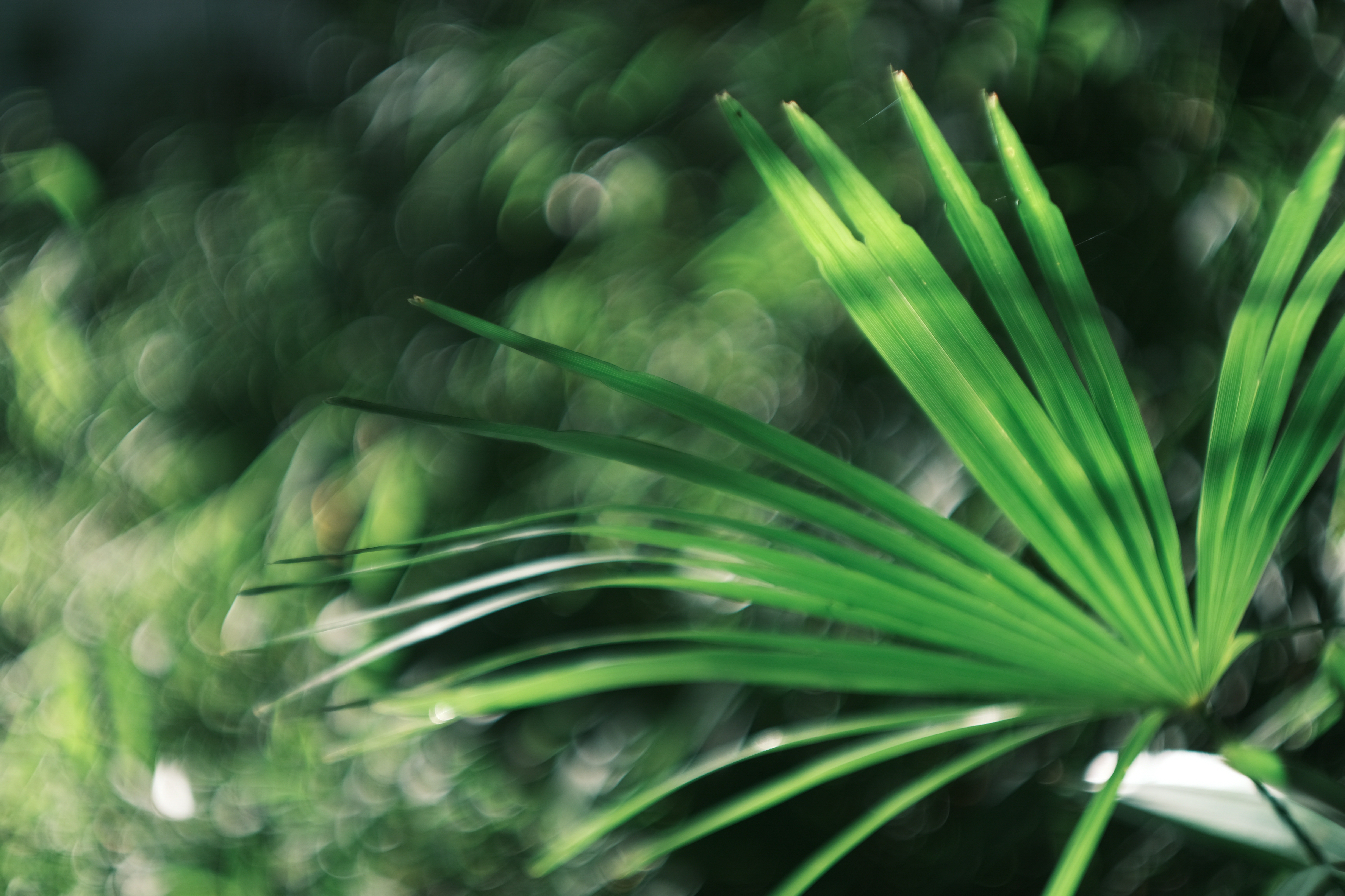 X-E4　ライカ ズマリット f1.5/50mm（F1.5・1/1 400秒）ISO 160