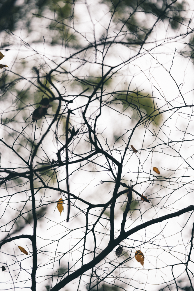 EOS R5／RF135mm F1.8 L IS USM／マニュアル露出（1/5,000秒・F1.8）／ISO 1000