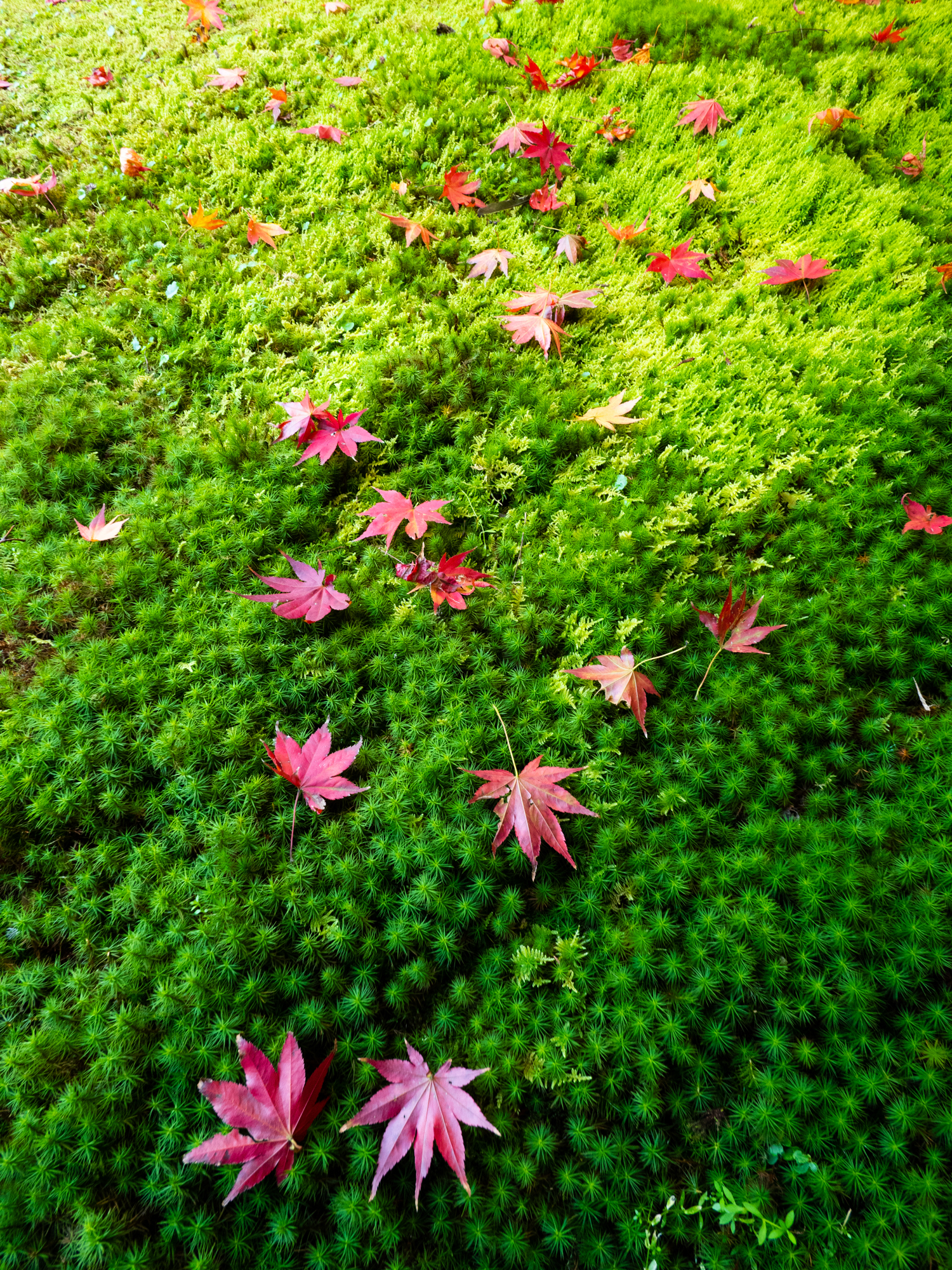 LUMIX G100 LEICA DG SUMMILUX 9mm / F1.7 ASPH. 絞り優先AE（F5.6・1/60秒・±0EV）ISO 1250