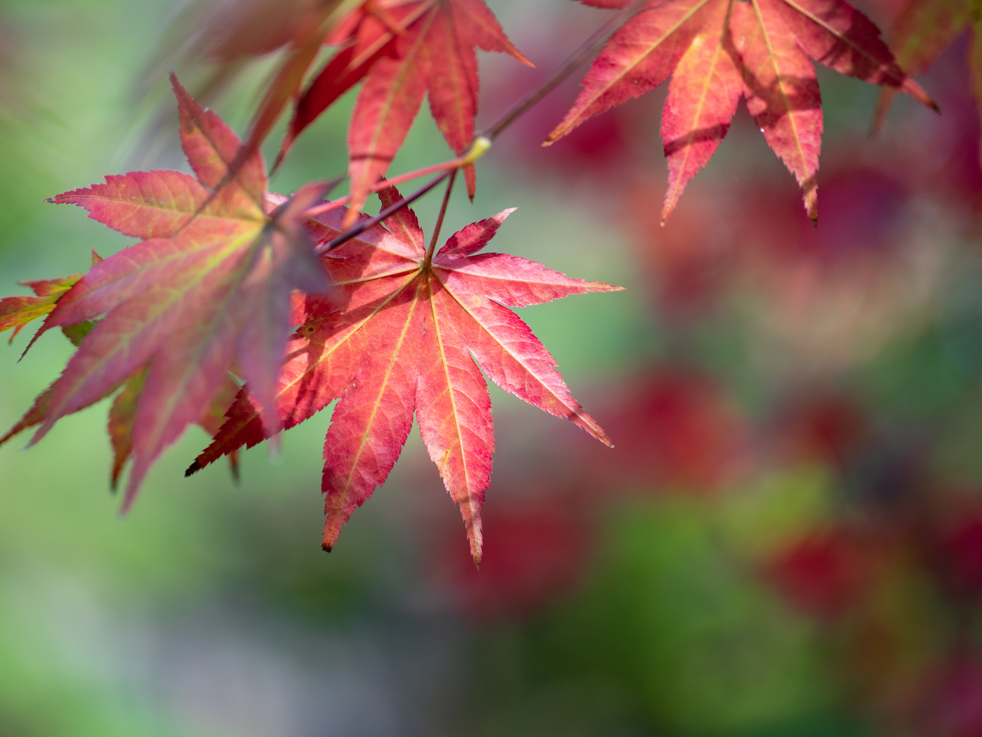 LUMIX G100 LEICA DG VARIO-SUMMILUX 25-50mm / F1.7 ASPH.（50mm） 絞り優先AE（F1.7・1/1250秒・±0EV）ISO 200