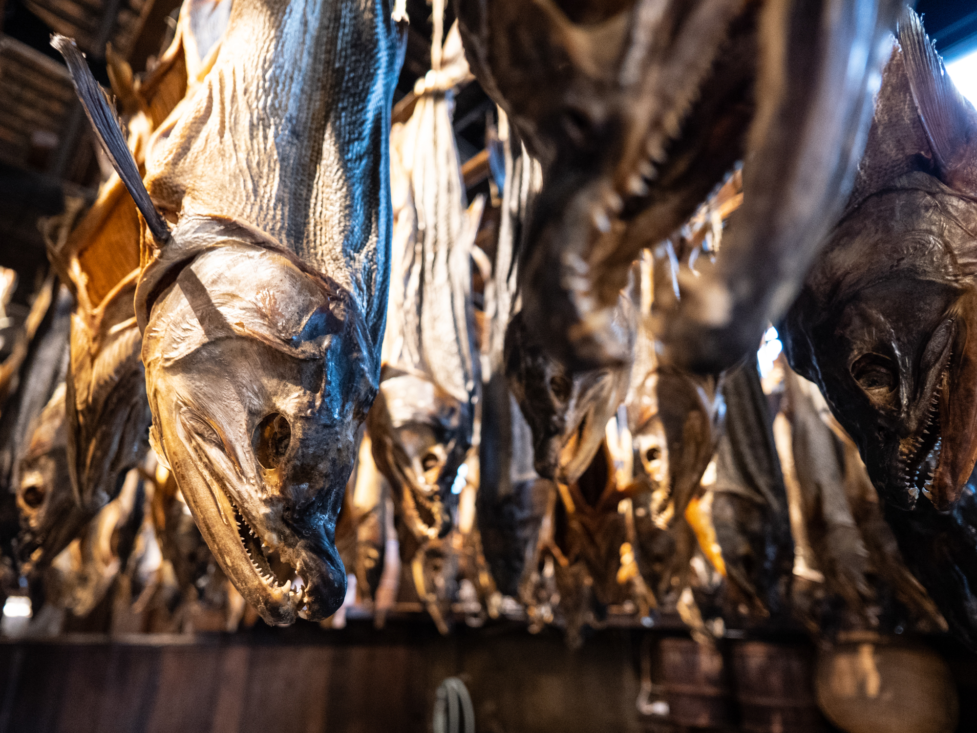 LUMIX G100 LEICA DG SUMMILUX 9mm / F1.7 ASPH. 絞り優先AE（F1.7・1/60秒・±0EV）ISO 1600