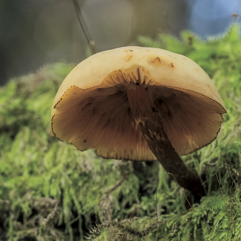 合成なし（左）合成あり（右）