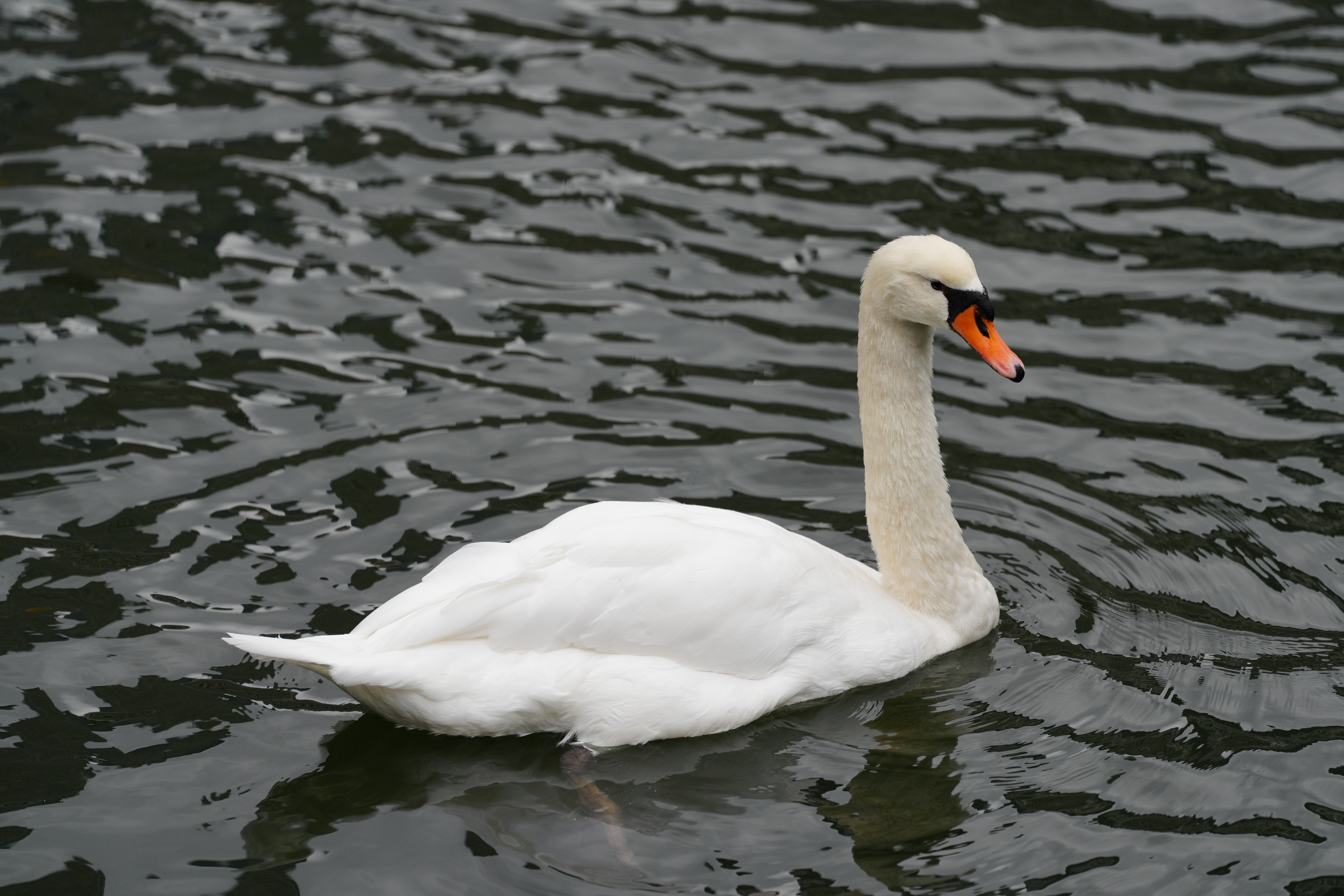 ソニー α7R V　FE 70-200mm F2.8 GM OSS II（F2.8・1/800秒）ISO 400