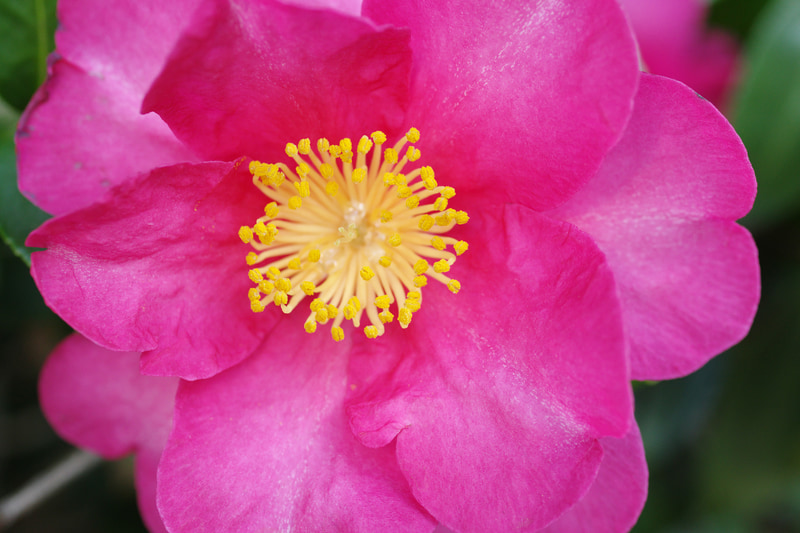 これも古ーい、FAレンズ黎明期のマクロなんですが、どういうわけか常に筆者と共にあるというか気に入っています。マクロの割には描写が優しい感じがします。手ブレ補正もうまく効いています。<br>PENTAX KF　smc PENTAX-F MACRO 50mmF2.8（F4.5・1/125秒）ISO 400