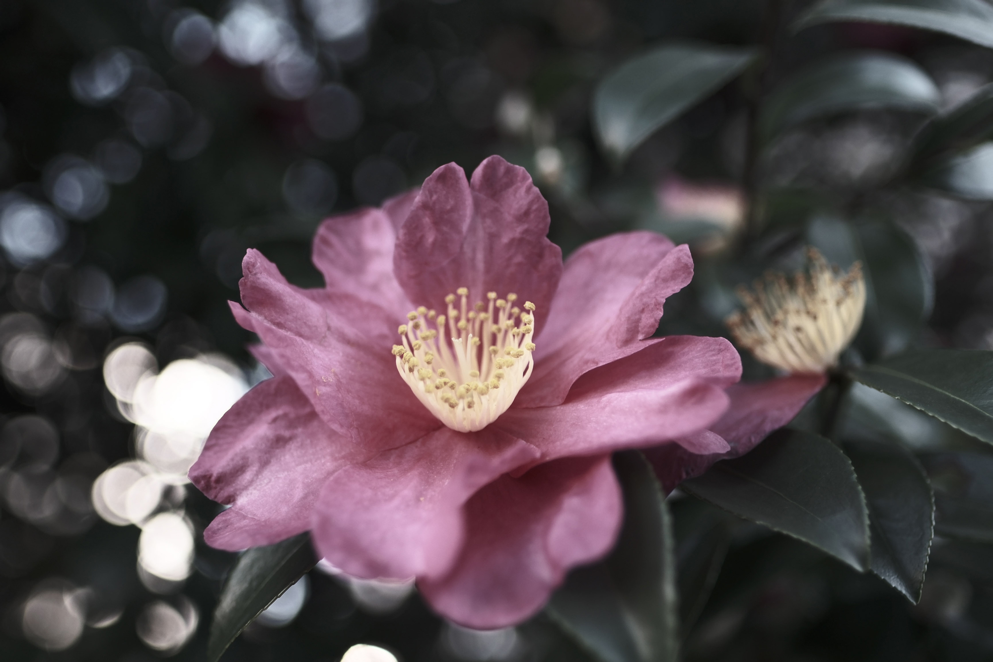 シャドー部の緑色の再現がとても好み。従来機の再現性も好きだったけれど、X-T5では階調性が良くなっているので、完全にどストライク。レタッチなしで好みの絵が出てくるのは本当に気持ちがいい<br>FUJIFILM X-T5／XF16mmF1.4R WR／16mm／マニュアル露出（F1.6、1/640秒）／ISO 250／WB：AUTO雰囲気優先／フイルムシミュレーション：ETERNAブリーチバイパス