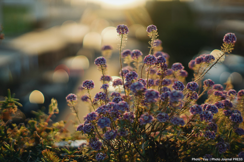 サンプル画像（焦点工房提供。以下同）