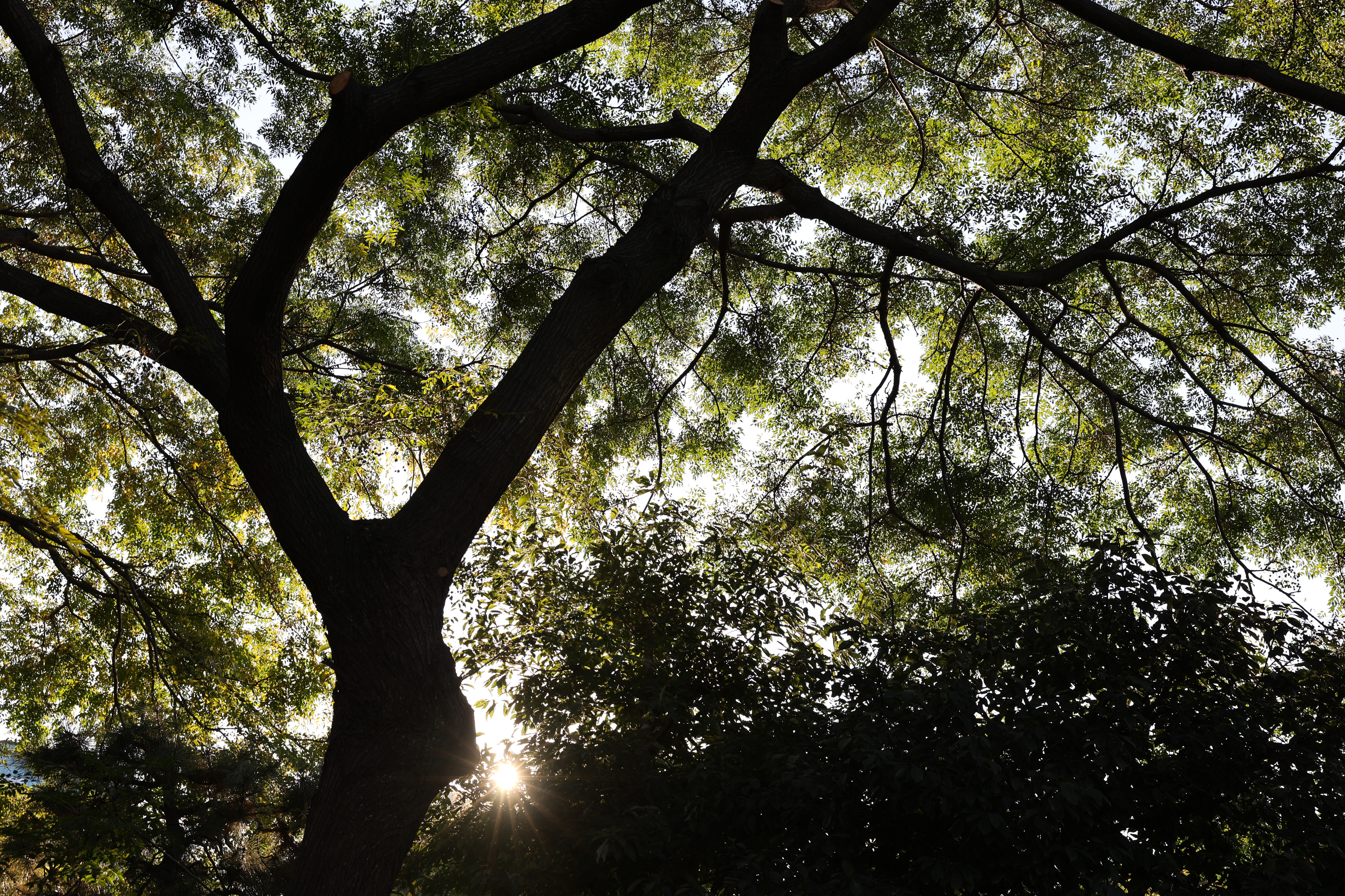 キヤノン EOS R6 Mark II 　RF24-70mm F2.8 L IS USM（F2.8・1/125秒・42mm）ISO 100