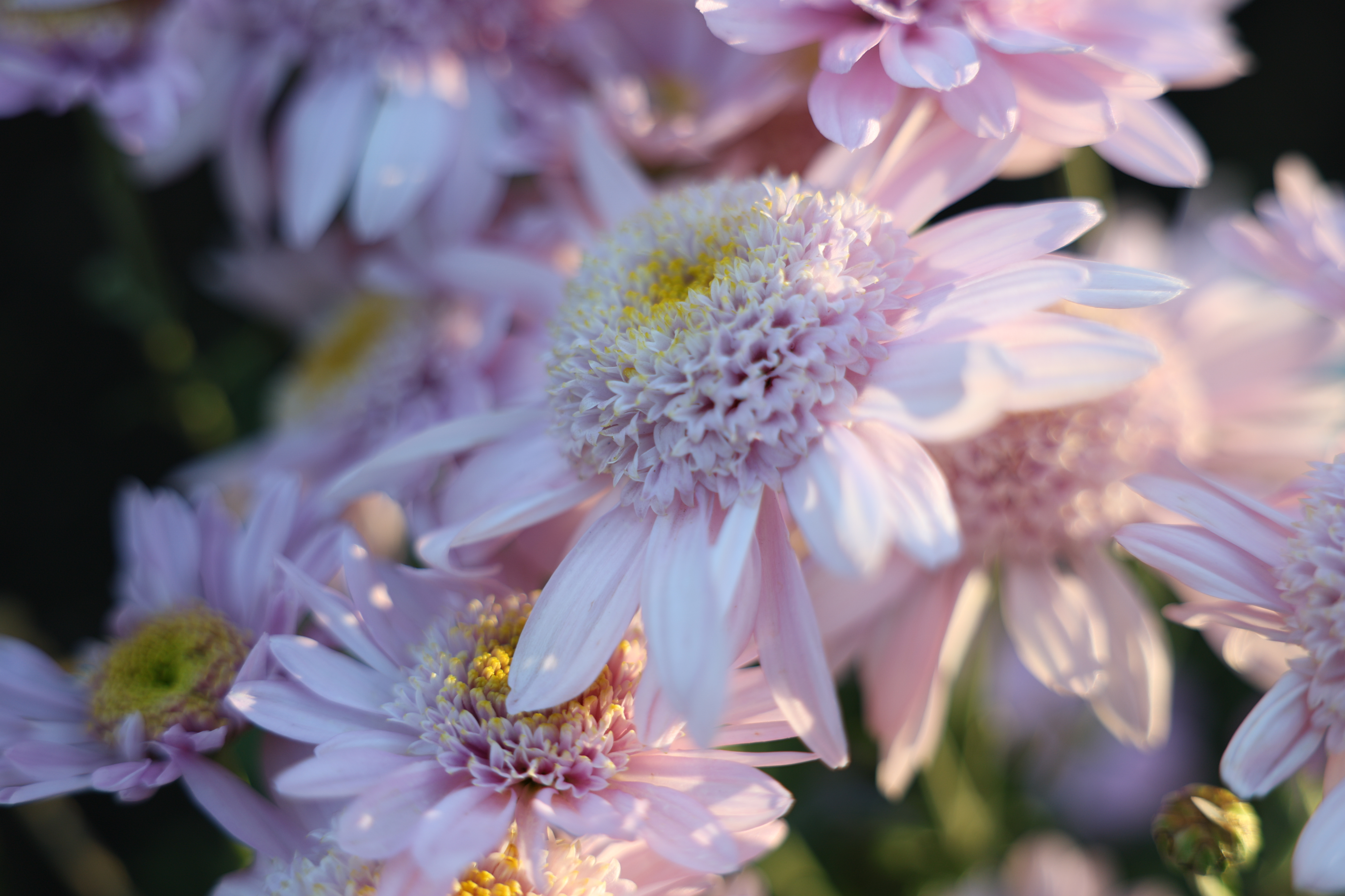 キヤノン EOS R6 Mark II 　RF24-70mm F2.8 L IS USM（F2.8・1/250秒・50mm）ISO 100