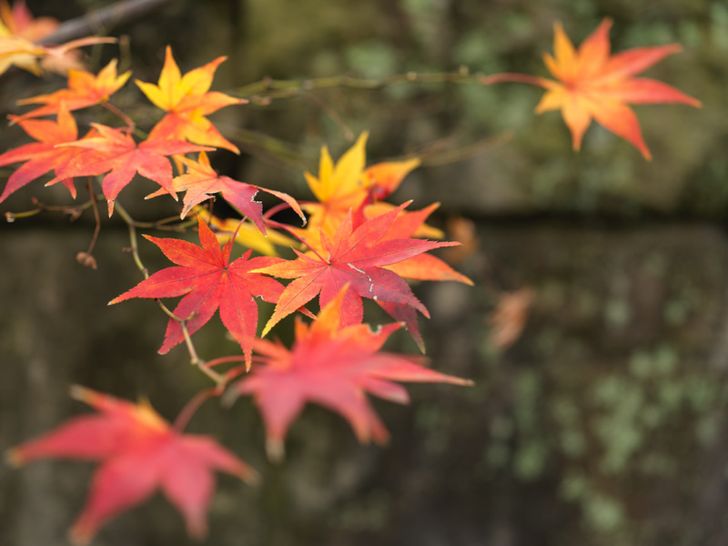 かろうじて残っていた紅葉です。ニュートラルな描写でいいと思います。下手に華美に走るってのは、品がありません。このレンズはボケ味もいいですね。<br>X2D 100C　XCD 2,8/65（F3.2・1/640秒）ISO 400