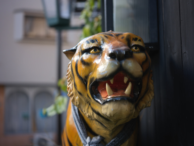 至近距離で絞りを開きました。55mmという焦点距離ですからそこそこはボケますが、高解像力のためでしょうか、より被写界深度が浅く感じます。フォーカシングは慎重に行いたくなります。<br>X2D 100C　XCD 2,5/55V（F3.2・1/750秒）ISO 400