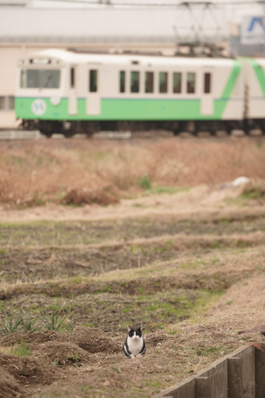 ソニーα7R IV　FE 100-400mm F4.5-5.6 GM OSS （274mm） 絞り優先オート （F5.6、1/500秒） ISO 800 WB:日陰