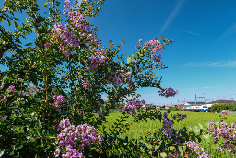 沿線随一と言っても良い、田んぼと電車を撮れるポイント。ちょうどサルスベリの木があったので、青空と薄紫の花を入れてパチり。とても爽やかな田園風景に見えますが、実際はかなりの市街地です。<br>ライカSL2　VARIO-ELMARIT-SL F2.8-4/24-90mm ASPH. （24mm） 絞り優先オート （F13、1/200秒） ISO 800 WB:太陽光　<a href="https://goo.gl/maps/WFPhhZZuSfNhzXoGA" class="n" target="_blank">[Google Maps]</a>