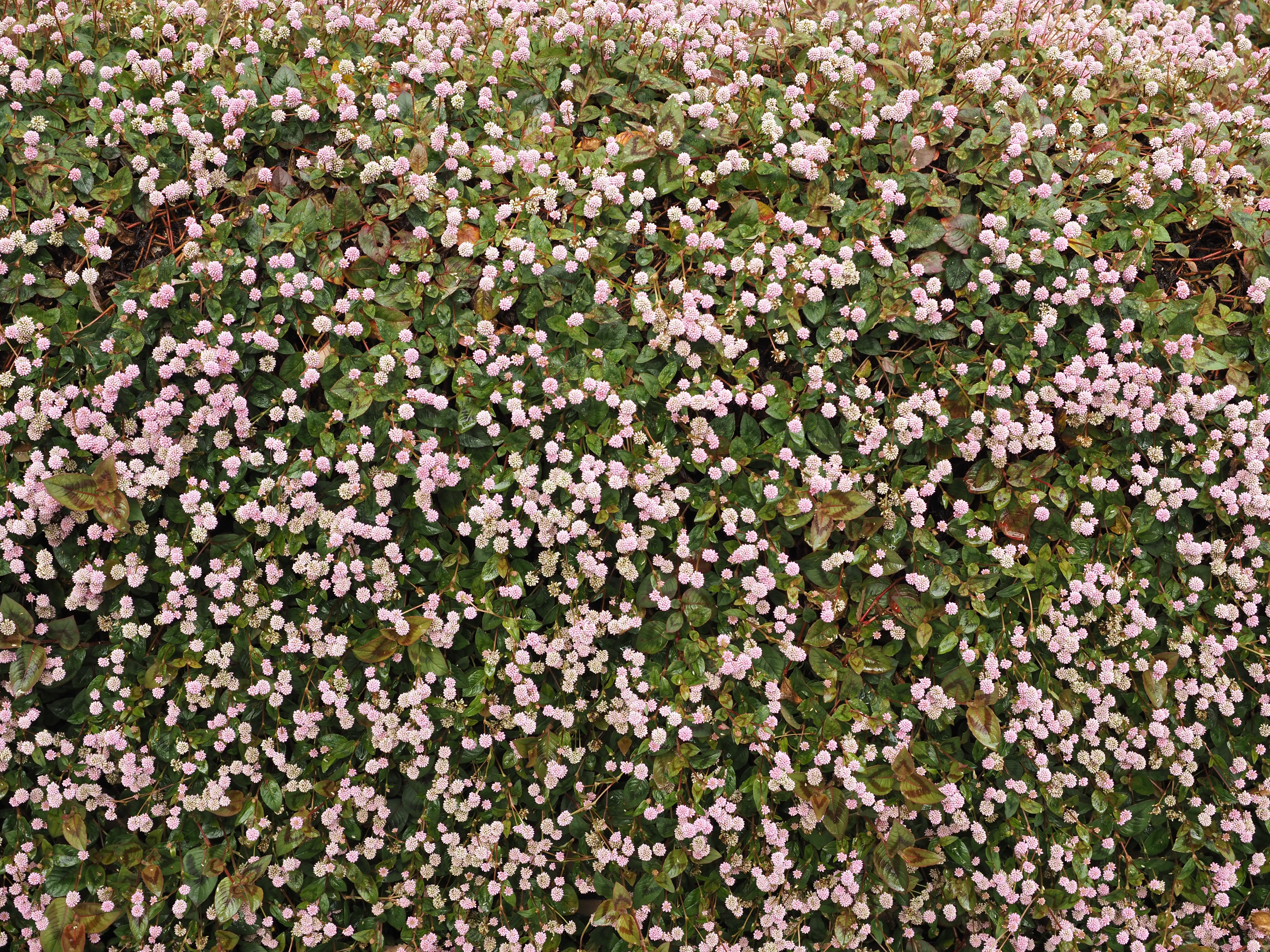 OM SYSTEM OM-5　M.ZUIKO DIGITAL ED 12-40mm F2.8 PRO II（F5.6・1/60秒・25mm）ISO 200