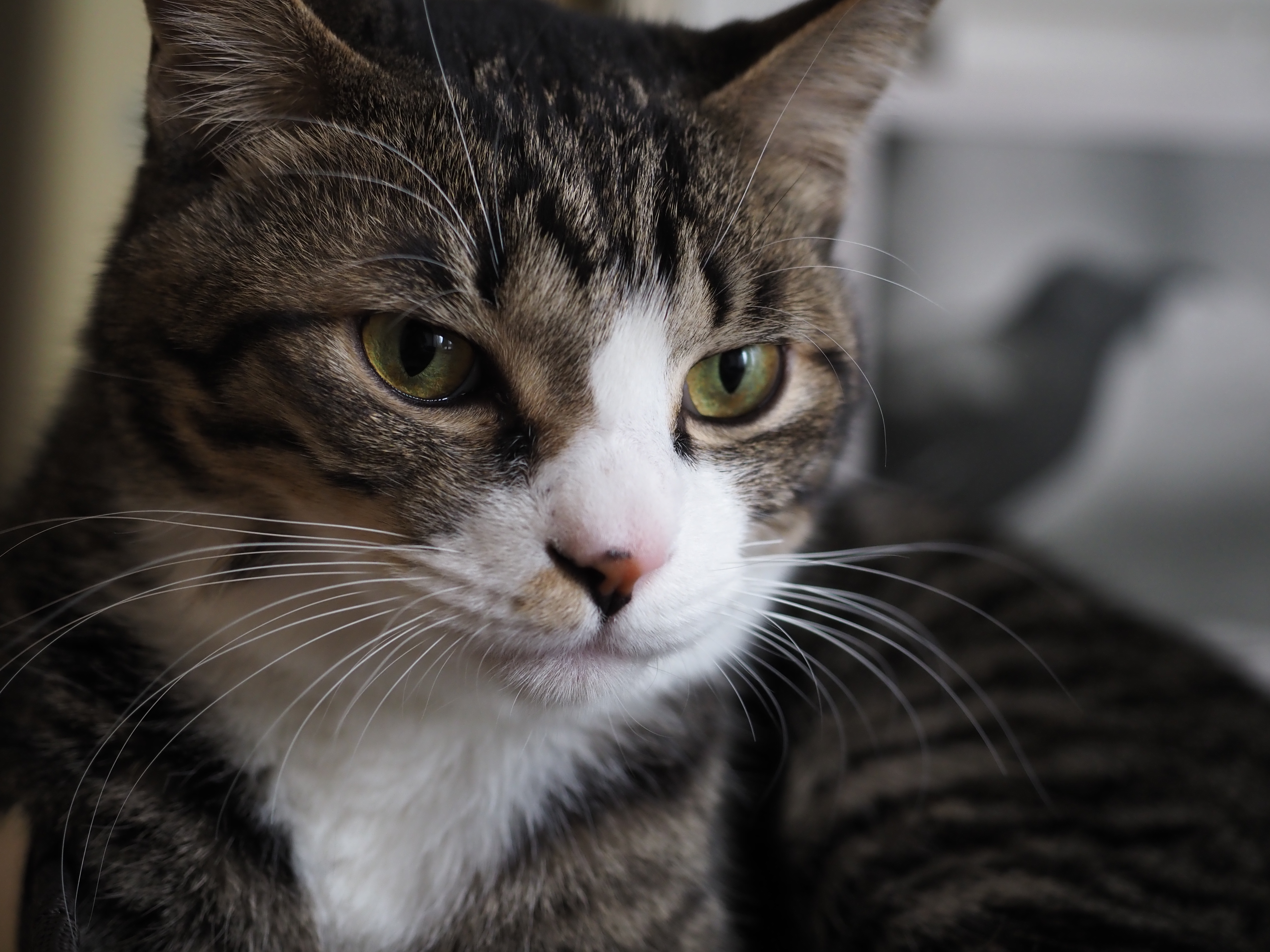 OM SYSTEM OM-5　M.ZUIKO DIGITAL ED 12-40mm F2.8 PRO II（F2.8・1/125秒・38mm）ISO 800