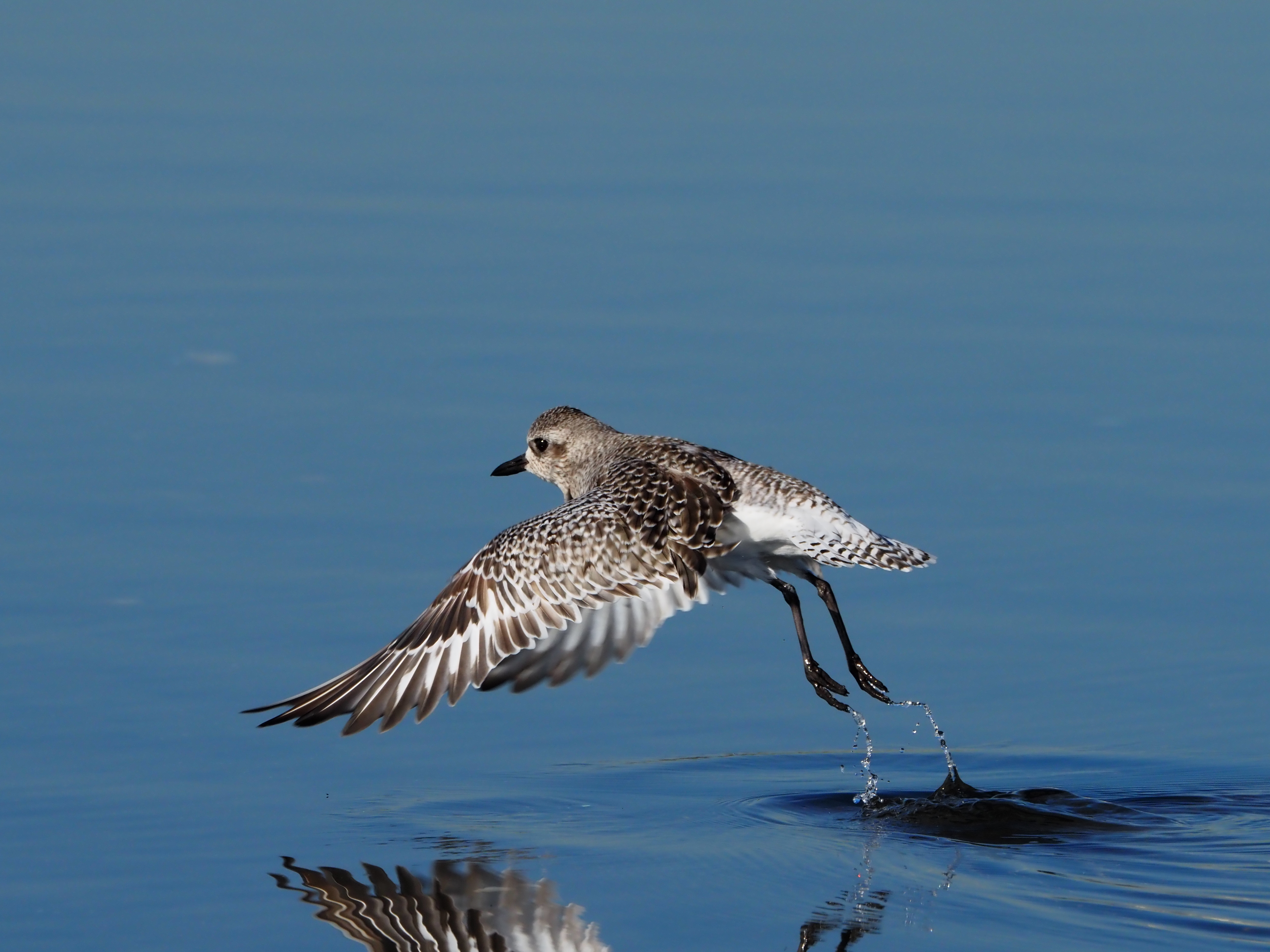 OM SYSTEM OM-5　M.ZUIKO DIGITAL ED 100-400mm F5.0-6.3 IS（F11・1/1600秒・400mm）ISO 800