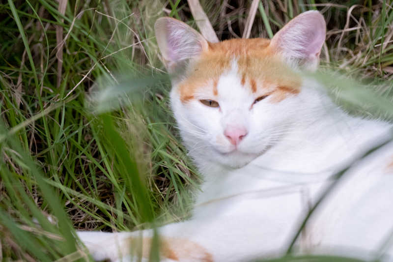 ケンコー・トキナー提供