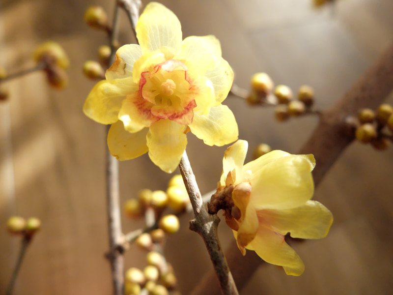 季節的に蝋梅とか撮ってしまうわけです。年寄りなんで、これは仕方ありません。マクロモードに切り替えていますから、ワイド端になりますが、ボケ味は悪くないです。ダイナミックレンジも100のままですが、問題ありません。<br>FUJIFILM X20（F2.8・1/800秒）ISO 800　7.1mm