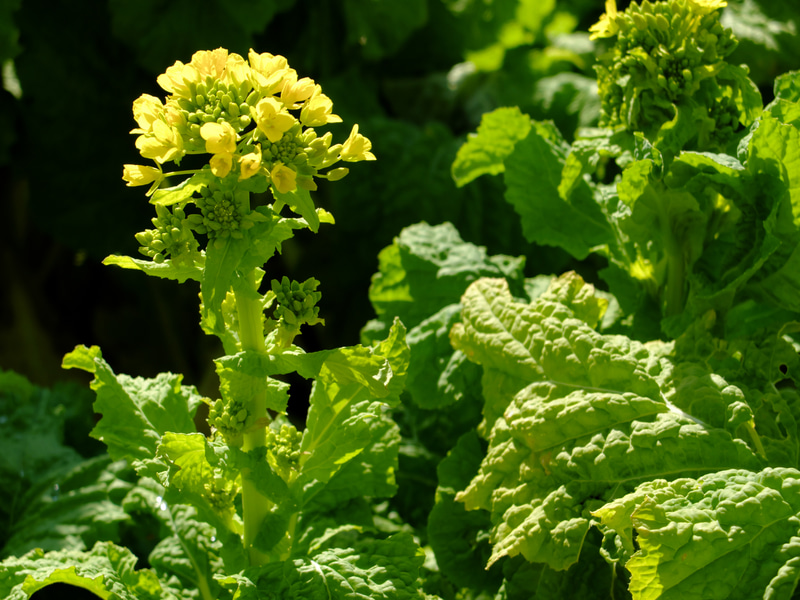 テレ端側で撮影しとります。寒いのにね、菜の花だけに春が来ていました。自然な描写ですね。絞りを開いても実焦点距離は28.4mmなので、そう大きなボケは期待できません。<br>FUJIFILM X20（F3.6・1/950秒）ISO 100　28.4mm