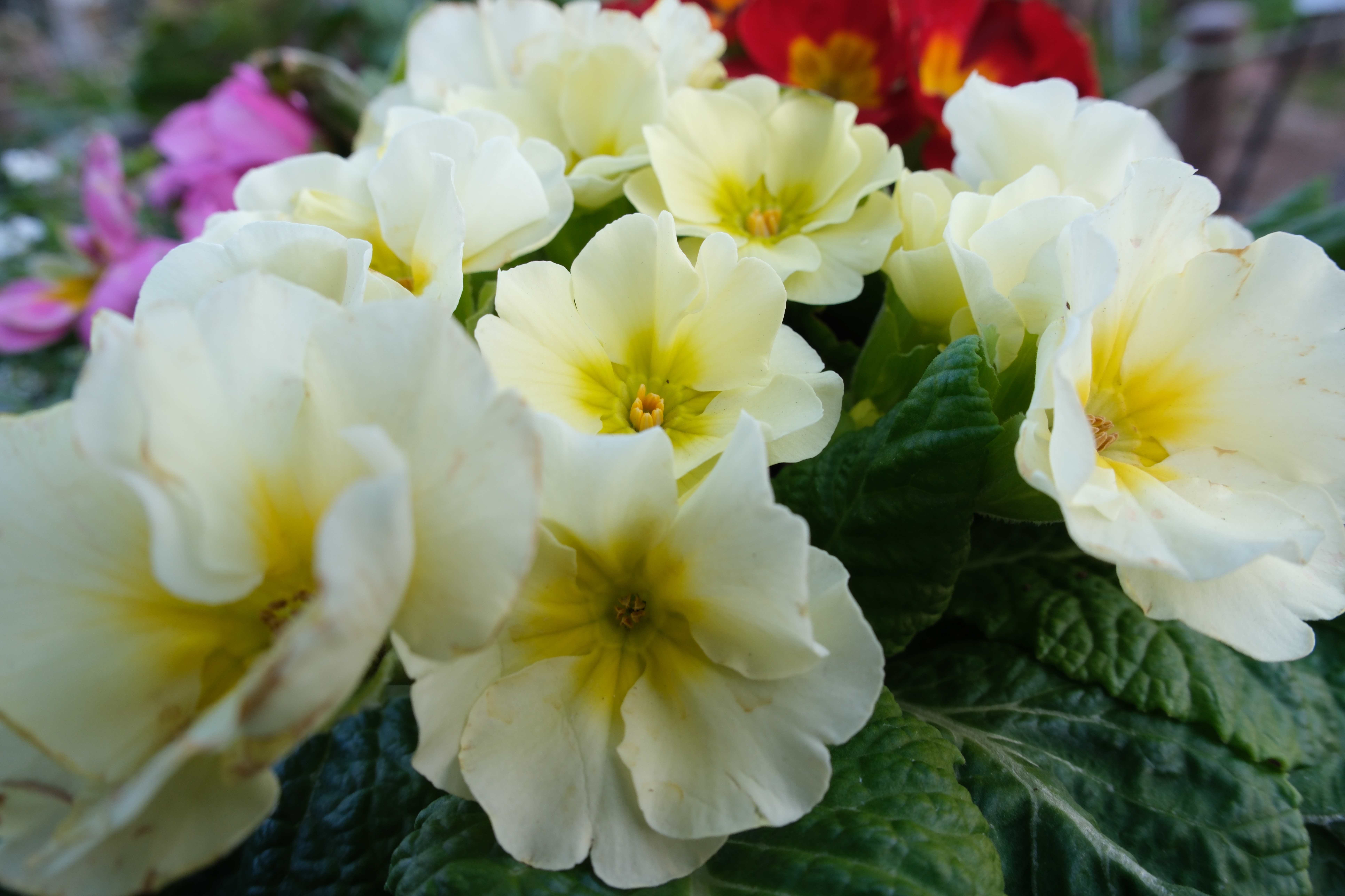 FUJIFILM X-H2　SIGMA 18-50mm F2.8 DC DN | Contemporary（F8・1/40秒・19mm）ISO 400