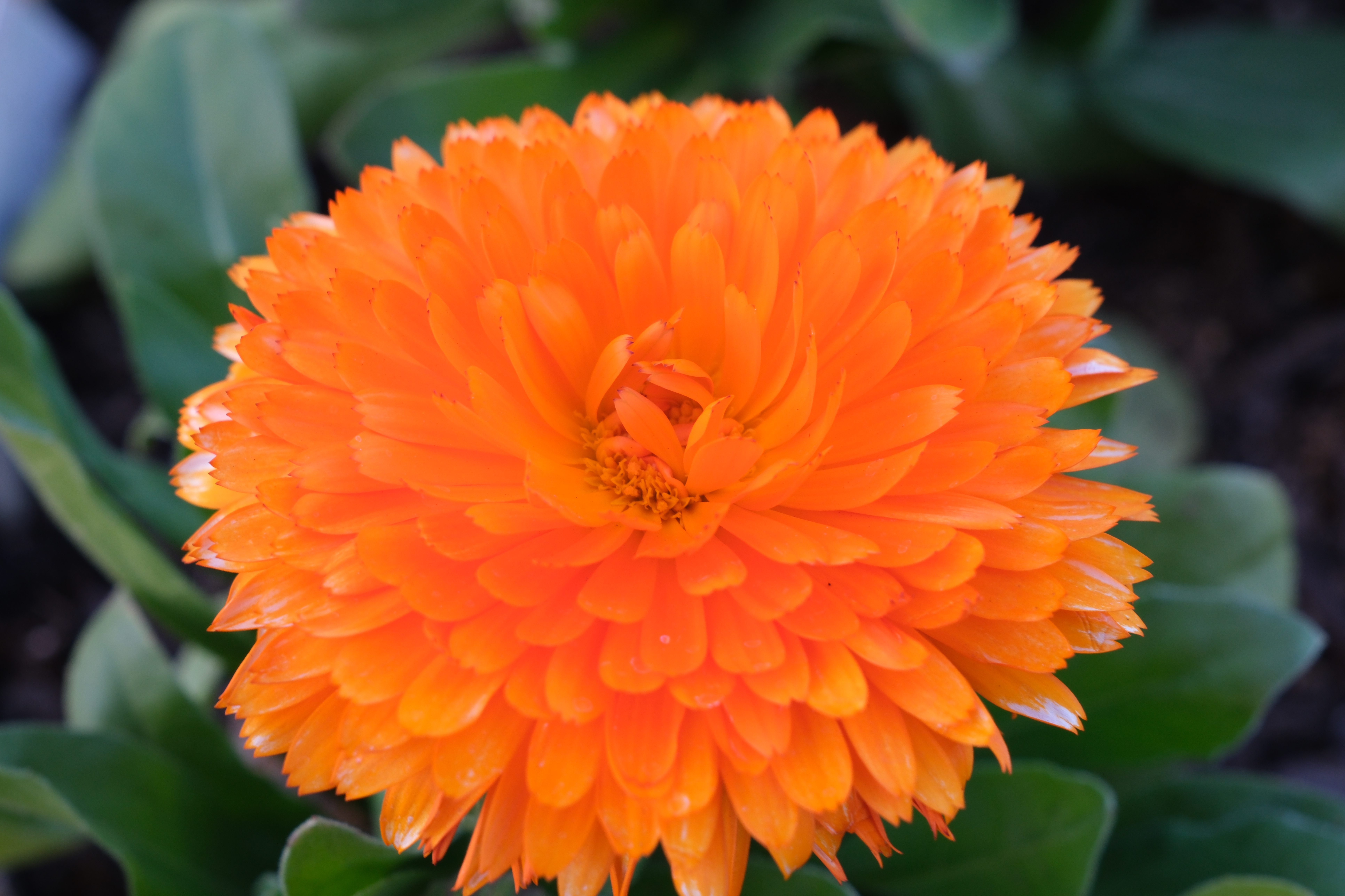 FUJIFILM X-H2　SIGMA 18-50mm F2.8 DC DN | Contemporary（F8・1/30秒・50mm）ISO 400