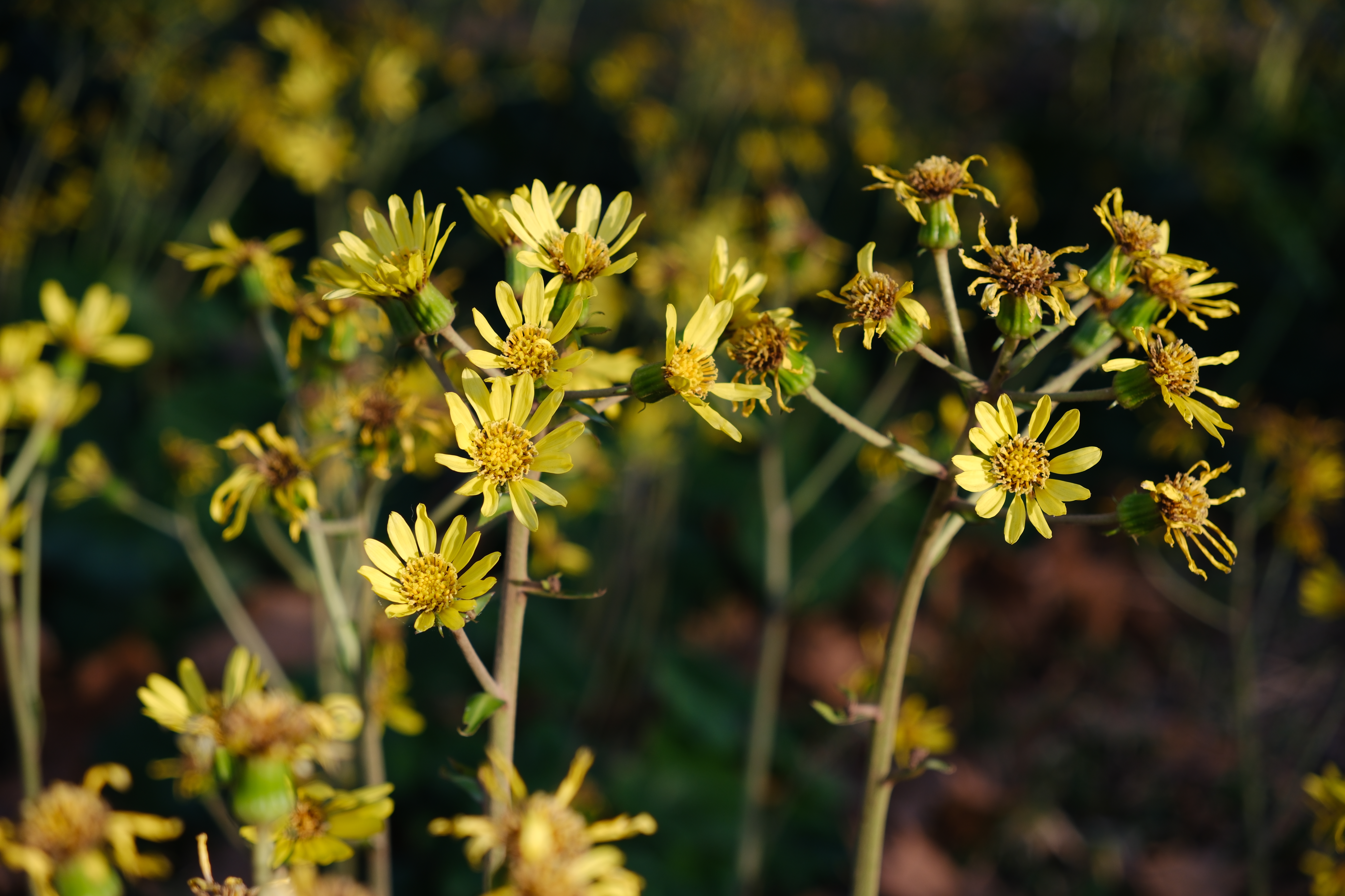 FUJIFILM X-H2　SIGMA 18-50mm F2.8 DC DN | Contemporary（F4・1/150秒・50mm）ISO 125