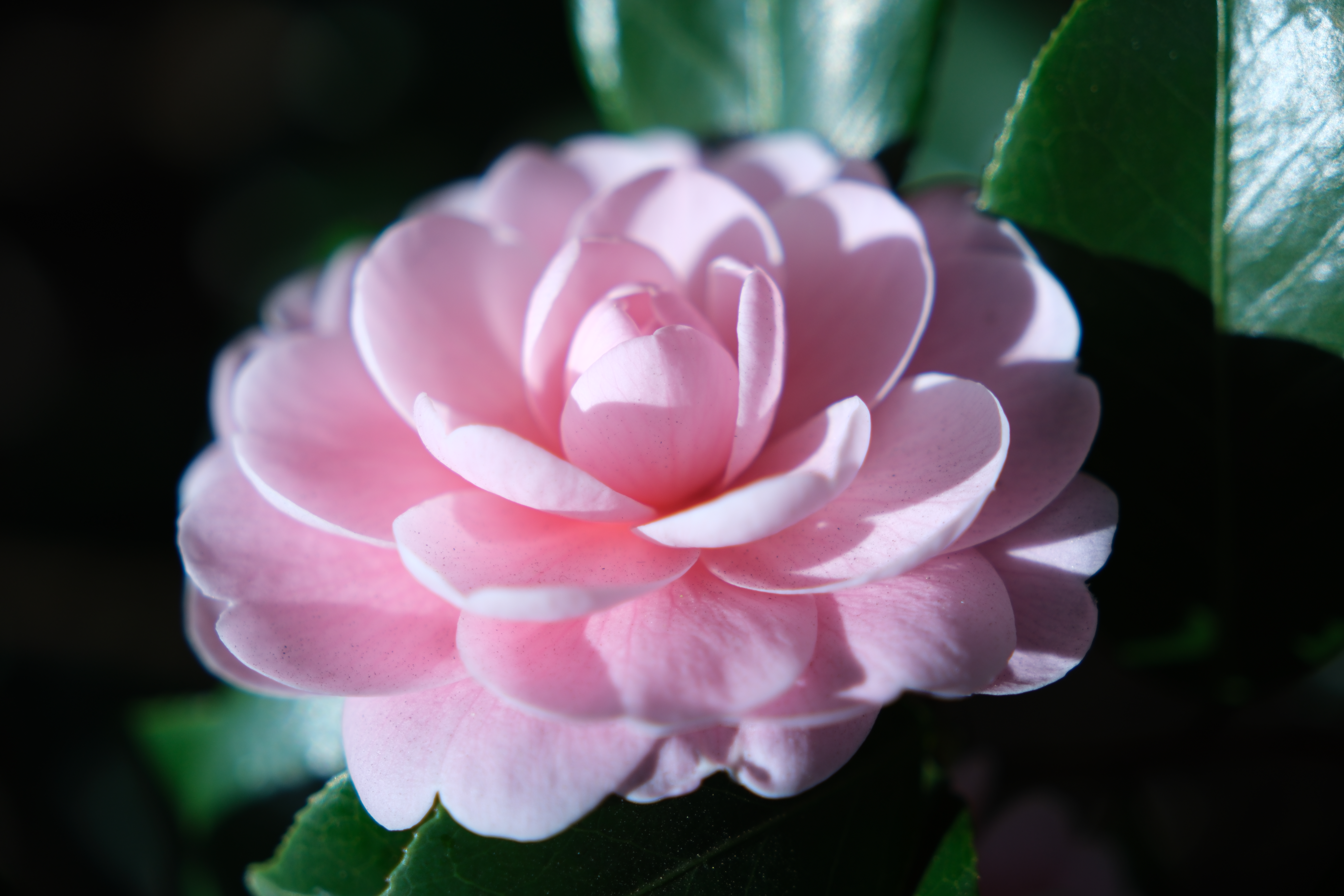 FUJIFILM X-H2　SIGMA 18-50mm F2.8 DC DN | Contemporary（F2.8・1/220秒・50mm）ISO 125