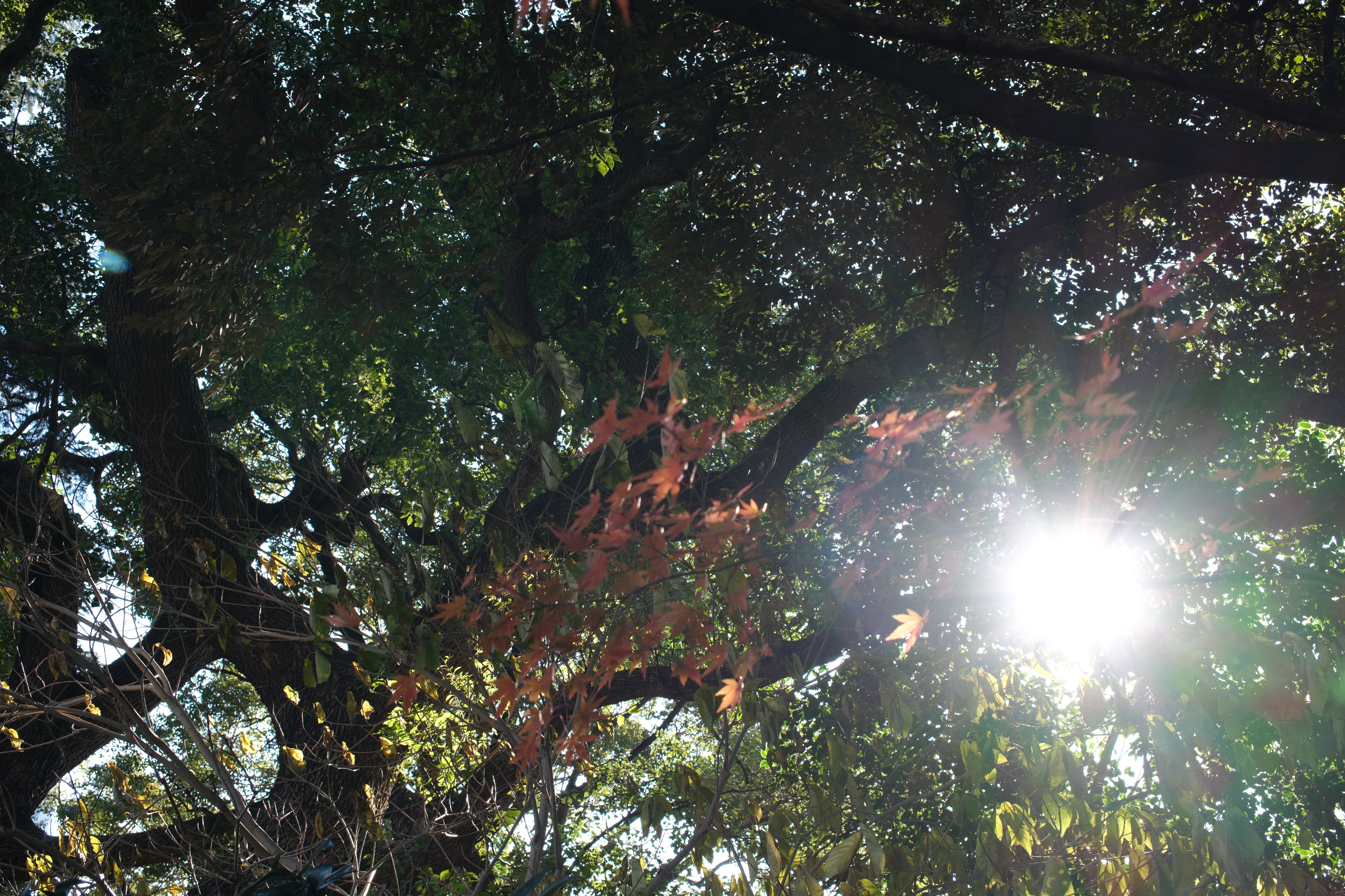 FUJIFILM X-H2　SIGMA 18-50mm F2.8 DC DN | Contemporary（F5.6・1/55秒・25mm）ISO 125