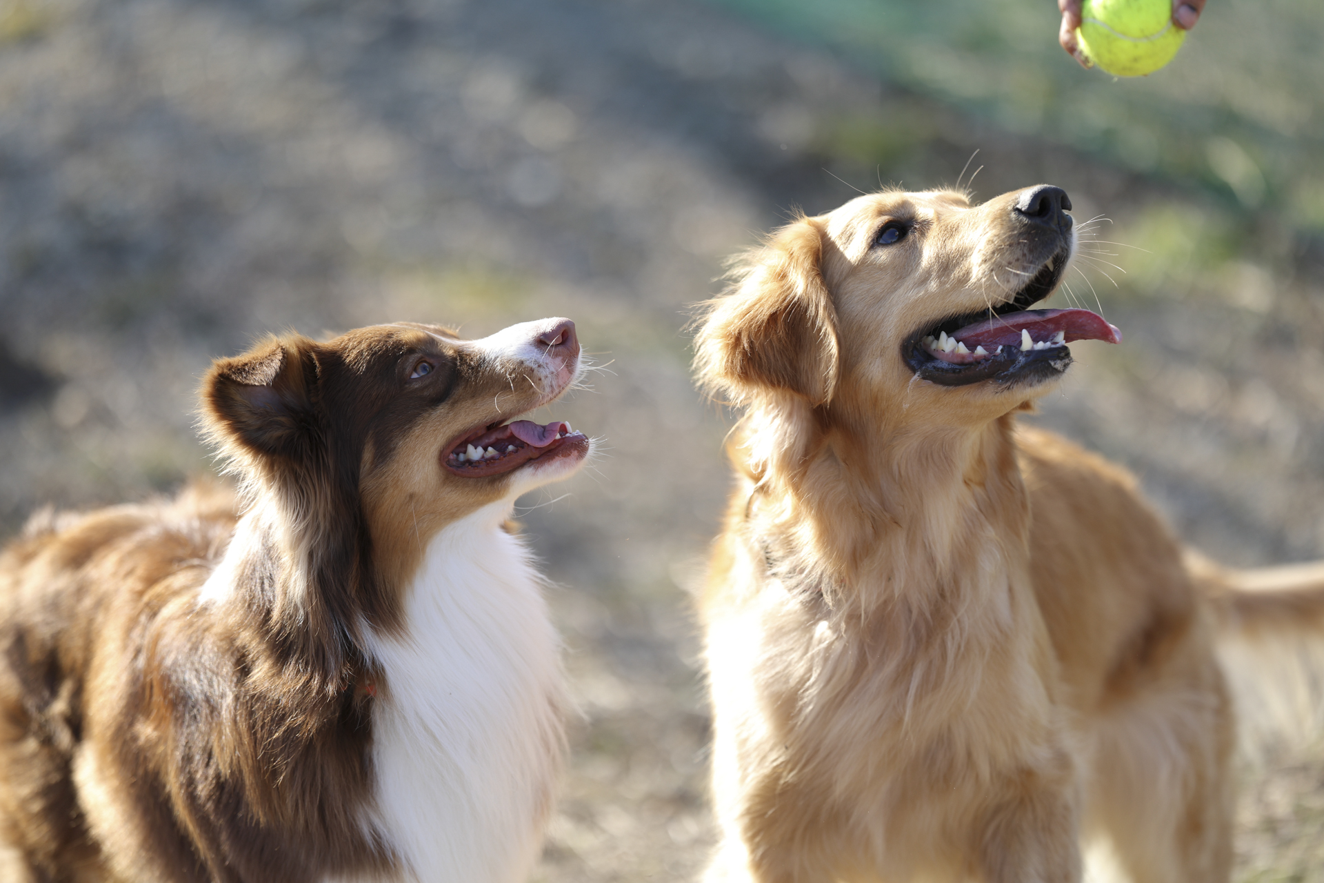 EOS R6 Mark II／RF135mm F1.8 L IS USM／135mm／マニュアル露出（1/2,000秒・F1.8）／ISO 100