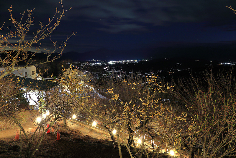 ロウバイ園のライトアップ